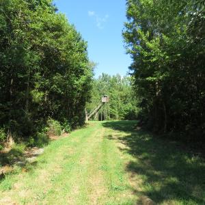 Photo of UNDER CONTRACT!  28 Acres of Hunting Land For Sale in Pender County NC!