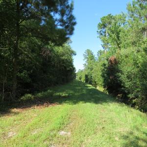 Photo of UNDER CONTRACT!  28 Acres of Hunting Land For Sale in Pender County NC!
