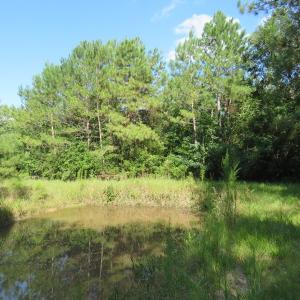Photo of UNDER CONTRACT!  28 Acres of Hunting Land For Sale in Pender County NC!