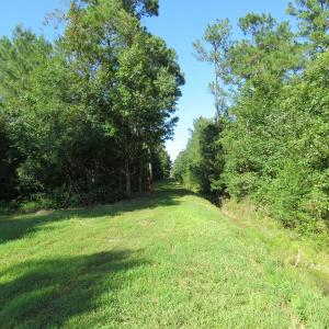 Photo of UNDER CONTRACT!  28 Acres of Hunting Land For Sale in Pender County NC!