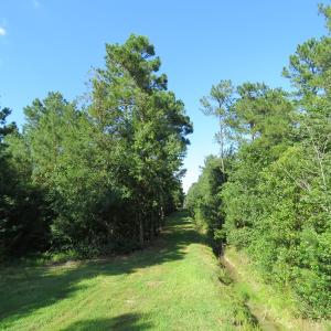 Photo of UNDER CONTRACT!  28 Acres of Hunting Land For Sale in Pender County NC!