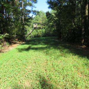 Photo of UNDER CONTRACT!  28 Acres of Hunting Land For Sale in Pender County NC!
