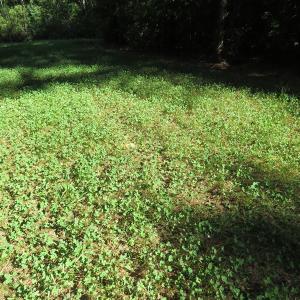 Photo of UNDER CONTRACT!  28 Acres of Hunting Land For Sale in Pender County NC!