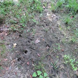 Photo of UNDER CONTRACT!  28 Acres of Hunting Land For Sale in Pender County NC!