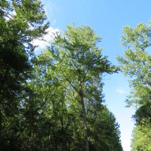Photo of UNDER CONTRACT!  28 Acres of Hunting Land For Sale in Pender County NC!