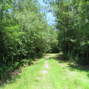 Photo of UNDER CONTRACT!  28 Acres of Hunting Land For Sale in Pender County NC!