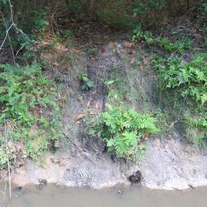 Photo of UNDER CONTRACT!  28 Acres of Hunting Land For Sale in Pender County NC!