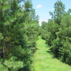 Photo of UNDER CONTRACT!  28 Acres of Hunting Land For Sale in Pender County NC!