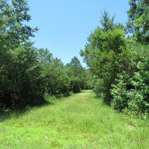 Photo of UNDER CONTRACT!  28 Acres of Hunting Land For Sale in Pender County NC!