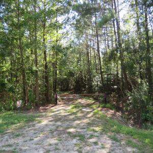 Photo of UNDER CONTRACT!  28 Acres of Hunting Land For Sale in Pender County NC!