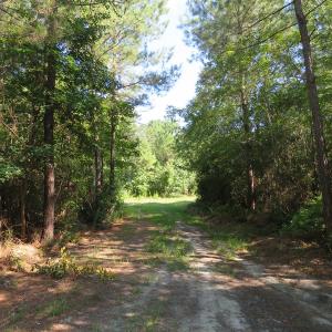 Photo of UNDER CONTRACT!  28 Acres of Hunting Land For Sale in Pender County NC!