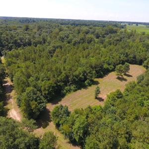 Photo of UNDER CONTRACT!  49 Acres of Hunting and Timber Land For Sale in Edgecombe County NC!