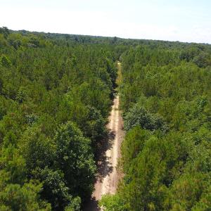 Photo of UNDER CONTRACT!  49 Acres of Hunting and Timber Land For Sale in Edgecombe County NC!