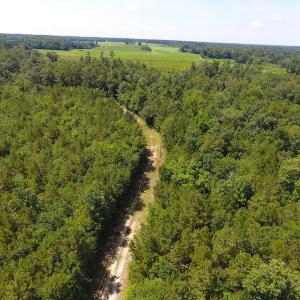 Photo of UNDER CONTRACT!  49 Acres of Hunting and Timber Land For Sale in Edgecombe County NC!