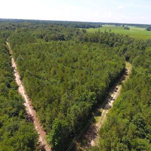 Photo of UNDER CONTRACT!  49 Acres of Hunting and Timber Land For Sale in Edgecombe County NC!