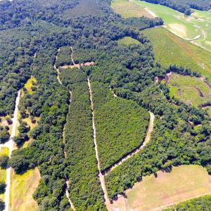 Photo of UNDER CONTRACT!  49 Acres of Hunting and Timber Land For Sale in Edgecombe County NC!