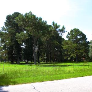 Photo of UNDER CONTRACT!  49 Acres of Hunting and Timber Land For Sale in Edgecombe County NC!