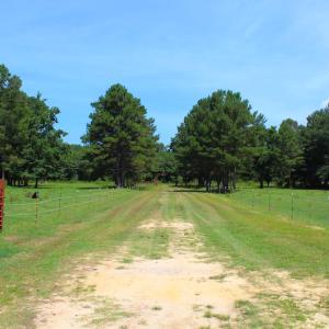 Photo of UNDER CONTRACT!  49 Acres of Hunting and Timber Land For Sale in Edgecombe County NC!