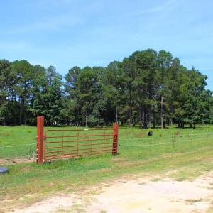 Photo of UNDER CONTRACT!  49 Acres of Hunting and Timber Land For Sale in Edgecombe County NC!