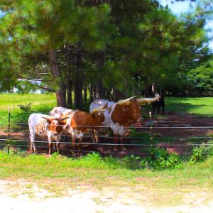 Photo of UNDER CONTRACT!  49 Acres of Hunting and Timber Land For Sale in Edgecombe County NC!