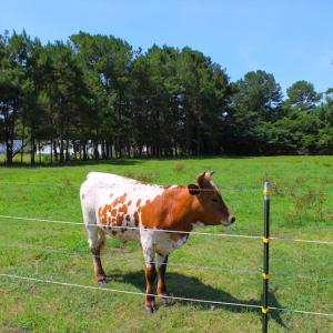 Photo of UNDER CONTRACT!  49 Acres of Hunting and Timber Land For Sale in Edgecombe County NC!
