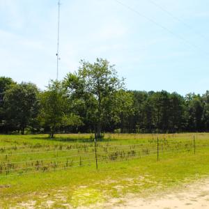 Photo of UNDER CONTRACT!  49 Acres of Hunting and Timber Land For Sale in Edgecombe County NC!
