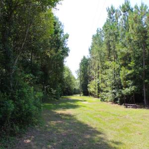 Photo of UNDER CONTRACT!  49 Acres of Hunting and Timber Land For Sale in Edgecombe County NC!
