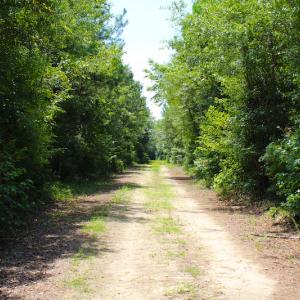 Photo of UNDER CONTRACT!  49 Acres of Hunting and Timber Land For Sale in Edgecombe County NC!