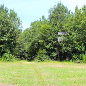 Photo of UNDER CONTRACT!  49 Acres of Hunting and Timber Land For Sale in Edgecombe County NC!