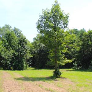Photo of UNDER CONTRACT!  49 Acres of Hunting and Timber Land For Sale in Edgecombe County NC!