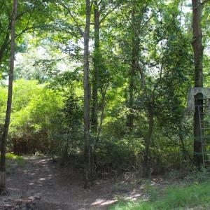 Photo of UNDER CONTRACT!  49 Acres of Hunting and Timber Land For Sale in Edgecombe County NC!
