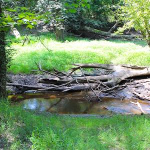 Photo of UNDER CONTRACT!  49 Acres of Hunting and Timber Land For Sale in Edgecombe County NC!
