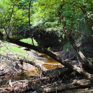 Photo of UNDER CONTRACT!  49 Acres of Hunting and Timber Land For Sale in Edgecombe County NC!