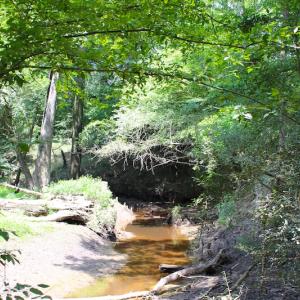 Photo of UNDER CONTRACT!  49 Acres of Hunting and Timber Land For Sale in Edgecombe County NC!