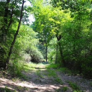 Photo of UNDER CONTRACT!  49 Acres of Hunting and Timber Land For Sale in Edgecombe County NC!