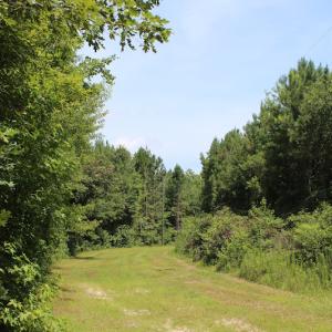 Photo of UNDER CONTRACT!  49 Acres of Hunting and Timber Land For Sale in Edgecombe County NC!