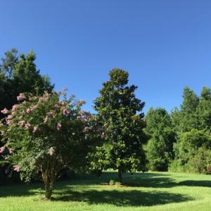 Photo of SOLD!  4 Acres of Waterfront Residential and Recreational Land For Sale in Camden County NC!