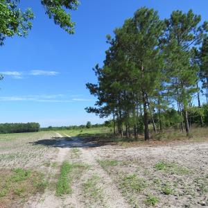 Photo of UNDER CONTRACT!  39.7 Acres of Hunting  and Timber Land For Sale in Columbus County NC!