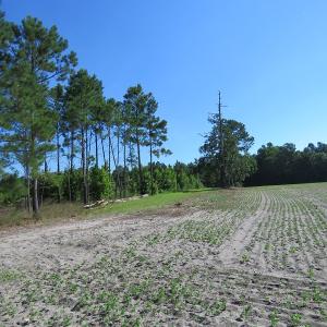 Photo of UNDER CONTRACT!  39.7 Acres of Hunting  and Timber Land For Sale in Columbus County NC!