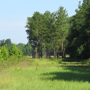 Photo of UNDER CONTRACT!  39.7 Acres of Hunting  and Timber Land For Sale in Columbus County NC!