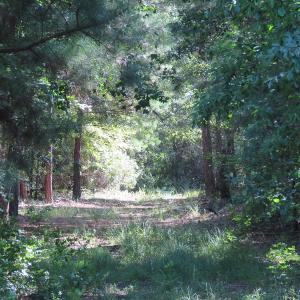 Photo of UNDER CONTRACT!  39.7 Acres of Hunting  and Timber Land For Sale in Columbus County NC!