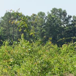 Photo of UNDER CONTRACT!  39.7 Acres of Hunting  and Timber Land For Sale in Columbus County NC!