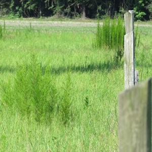 Photo of UNDER CONTRACT!  39.7 Acres of Hunting  and Timber Land For Sale in Columbus County NC!