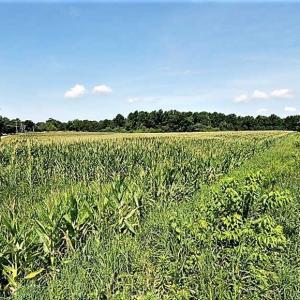 Photo of 18.7 Acres of Farm and Timber Land For Sale In Pitt County NC!