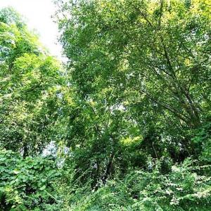 Photo of 18.7 Acres of Farm and Timber Land For Sale In Pitt County NC!