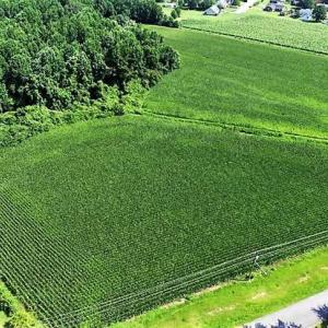 Photo of 18.7 Acres of Farm and Timber Land For Sale In Pitt County NC!