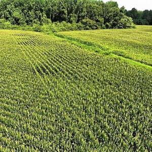 Photo of 18.7 Acres of Farm and Timber Land For Sale In Pitt County NC!