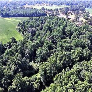 Photo of 18.7 Acres of Farm and Timber Land For Sale In Pitt County NC!