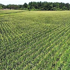 Photo of 18.7 Acres of Farm and Timber Land For Sale In Pitt County NC!