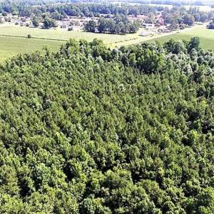Photo of 17.1 Acres of Farm and Timber Land For Sale In Pitt County NC!